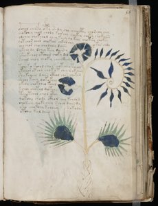Voynich El Yazması folio 56r, c.1500 (parşömen üzerine mürekkep) by Unbekannt