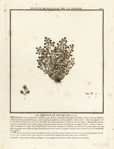 Duvar rue, Asplenium rue-muraria. by Unbekannter Künstler