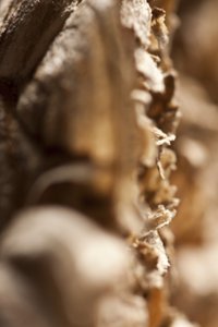 Yaban Arısı Yuvası (fotoğraf) by Unbekannter Künstler