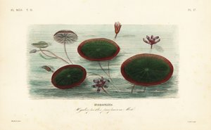 Su kalkanı, Brasenia schreberi, Hydropeltis purpurea, Hydropeltis by Unbekannt