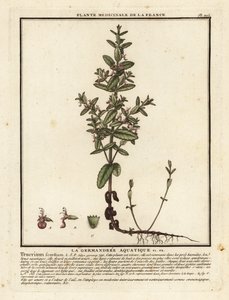 Su alman, Teucrium scordium. by Unbekannter Künstler