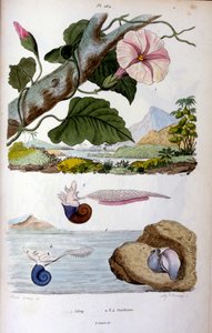 Su salyangozu; F. E. Guérin tarafından botanik ve zoolojik illüstrasyon. Dictionnaire pittoresque d
