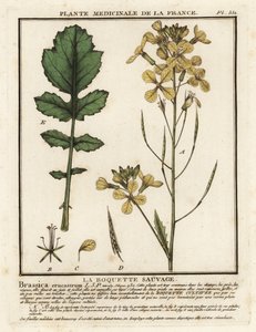 Su teresi yapraklı roket, Erucastrum nasturtiifolium. by Unbekannter Künstler