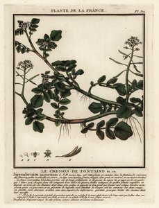Su teresi, Nasturtium officinale. by Unbekannter Künstler