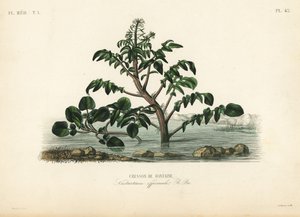 Su teresi veya sarı tere, Nasturtium officinale, Cresson de fontaine by Unbekannt
