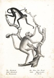 Beyaz karınlı örümcek maymunu, Ateles belzebuth (nesli tehlike altında) ve kuzey muriqui, Brachyteles hypoxanthus (Ateles hypoxanthus), nesli kritik derecede tehlike altında. Heinrich Rudolf Schinz
