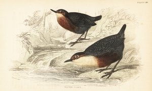 Beyaz boğazlı kepçe veya su ouzel, Cinclus cinclus.1889 (gravür) by Unbekannter Künstler