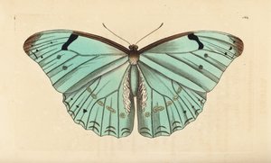 Beyaz biçim, Morpho laertes by Unbekannt