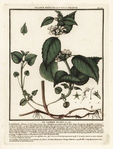 Beyaz ısırgan otu, Lamium albüm. by Unbekannter Künstler