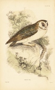 Beyaz baykuş veya peçeli baykuş, Tyto alba, bir kayanın üzerine tünemiş. 1889 (gravür) by Unbekannter Künstler
