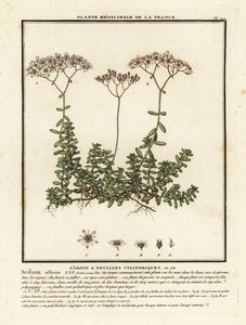 Beyaz stonecrop, Sedum albümü. by Unbekannter Künstler