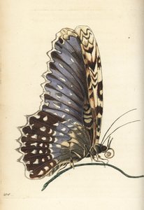 by Unbekannter Künstler