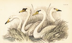 Öğütücü kuğu, sessiz kuğu, Bewick