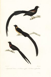 Whydah kuşları ve dul kuşu. by Unbekannter Künstler