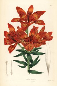 Yabani zambak - Sibirya zambağı, Lilium pensylvanicum (Gösterişli Sibirya zambağı, Lilium spectabile). John Lindley ve Robert Sweet