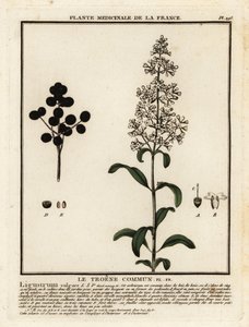 Vahşi yoksunluk, Ligustrum vulgare. by Unbekannter Künstler