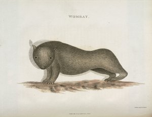 Wombat, Avustralya, c 1798 by Unbekannt