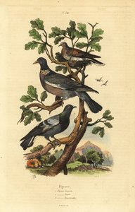Tahta güvercini, Columba palumbus, adi güvercin, Columba livia ve kumru, Streptopelia risoria by Unbekannt