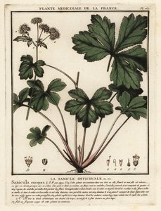 Ahşap sanicle, Sanicula europaea. by Unbekannter Künstler