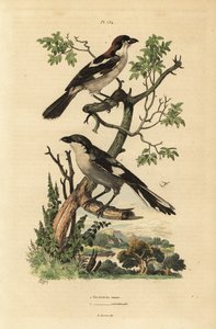 Woodchat örümcek kuşu, Lanius senatörü ve Güney gri örümcek kuşu, Lanius meridionalis by Unbekannt
