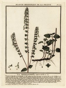 Ormanlık alman, Teucrium scorodonia. by Unbekannter Künstler