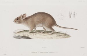 Woodrat, ABD by Unbekannt