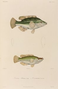 Wrasses, Karadeniz by Unbekannter Künstler