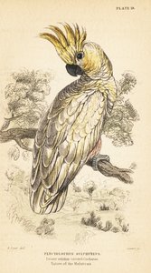 Sarı tepeli kakadu, Cacatua sulphurea. 1889 kritik tehlikede (gravür) by Unbekannter Künstler