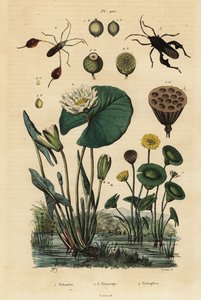 Sarı lotus, Nelumbo lutea 1, yaprak ayaklı böcekler, Anisoscelis foliaceus 2 ve Anoplocnemis curvipes 3 ve beyaz nilüfer, Nymphaea alba 4 by Unbekannt