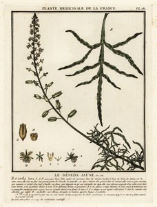 Sarı mignonette, Reseda lutea. by Unbekannter Künstler