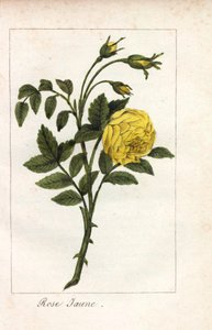 Sarı pembe, sarı pembe, Rosa lutea. Bayan Prudhomme