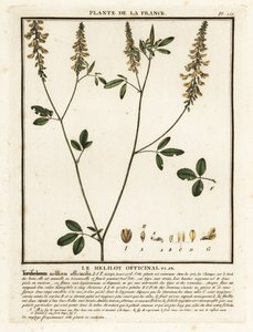 Sarı tatlı yonca, sarı melilot, nervürlü melilot, Melilotus m by Unbekannter Künstler