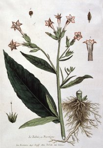 Genç tütün bitkisi, 19. yüzyıl başları (litografi) by Unbekannter Künstler