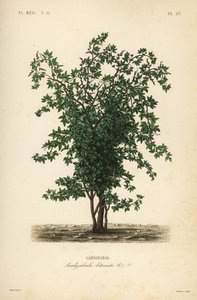 Zabala veya coguil meyve ağacı, Lardizabala biternata, Lardizabal by Unbekannt