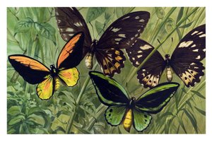 Zoolojik harita: Cresus Kelebek (Ornithoptera croesus), erkek ve dişi by Unbekannter Künstler