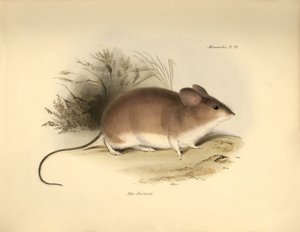 by Unbekannter Künstler