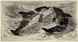 Zooloji: yunuslar (delphinus delphis) Carlo Vogt ve Federico Specht tarafından "Natural history illustree: mammals" 1884