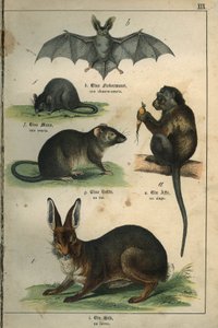 Zooloji: yarasa, fare, sıçan, maymun, tavşan temsili. Fransızca-Almanca çocuk sözlüğünden plaka by Unbekannt