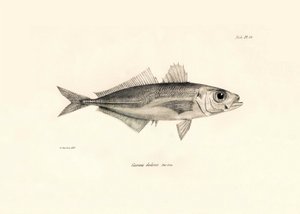 Zooloji: Charles Darwin