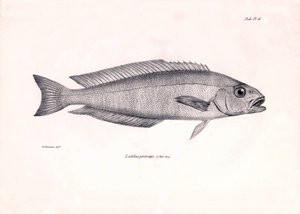Zooloji: Charles Darwin