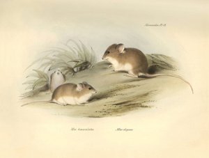  by Unbekannter Künstler