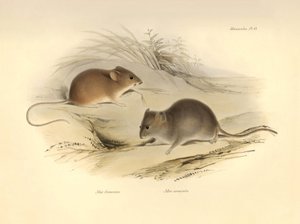  by Unbekannter Künstler