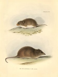 Zooloji: Charles Darwin