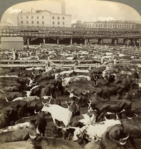 Sığır, Great Union Stock Yards, Chicago, Illinois, ABD. by Underwood and Underwood