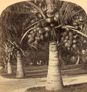 Florida'nın beyaz kumlarında Hindistan cevizi ağaçları. ABD, c1900. by Underwood and Underwood