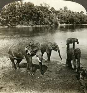 Filler, Sri Lanka Seylan. by Underwood and Underwood