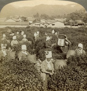 Çay toplayan kızlar, Uji, Japonya. by Underwood and Underwood