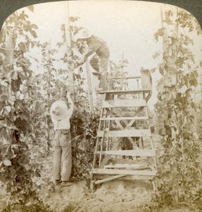 Rich Hop Bölgesinde, Training the Vines, White River Valley, Washington, ABD. by Underwood and Underwood