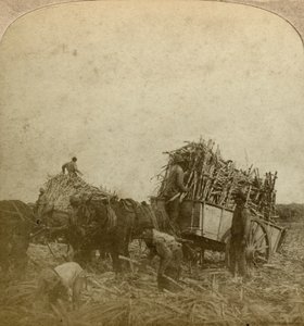 Baston yükleniyor, şeker ekimi, Louisiana, ABD. by Underwood and Underwood
