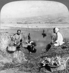 Men gathering rushes near Suzukawa, Fujiyama, Japan, 1904. by Underwood and Underwood